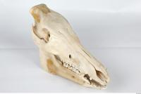 Skull Boar - Sus scrofa 0047